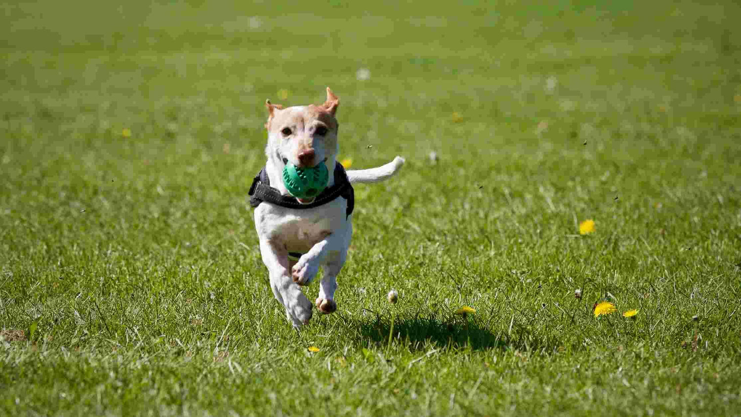 10 Must-Have Toys That Keep Your Pet Active and Entertained