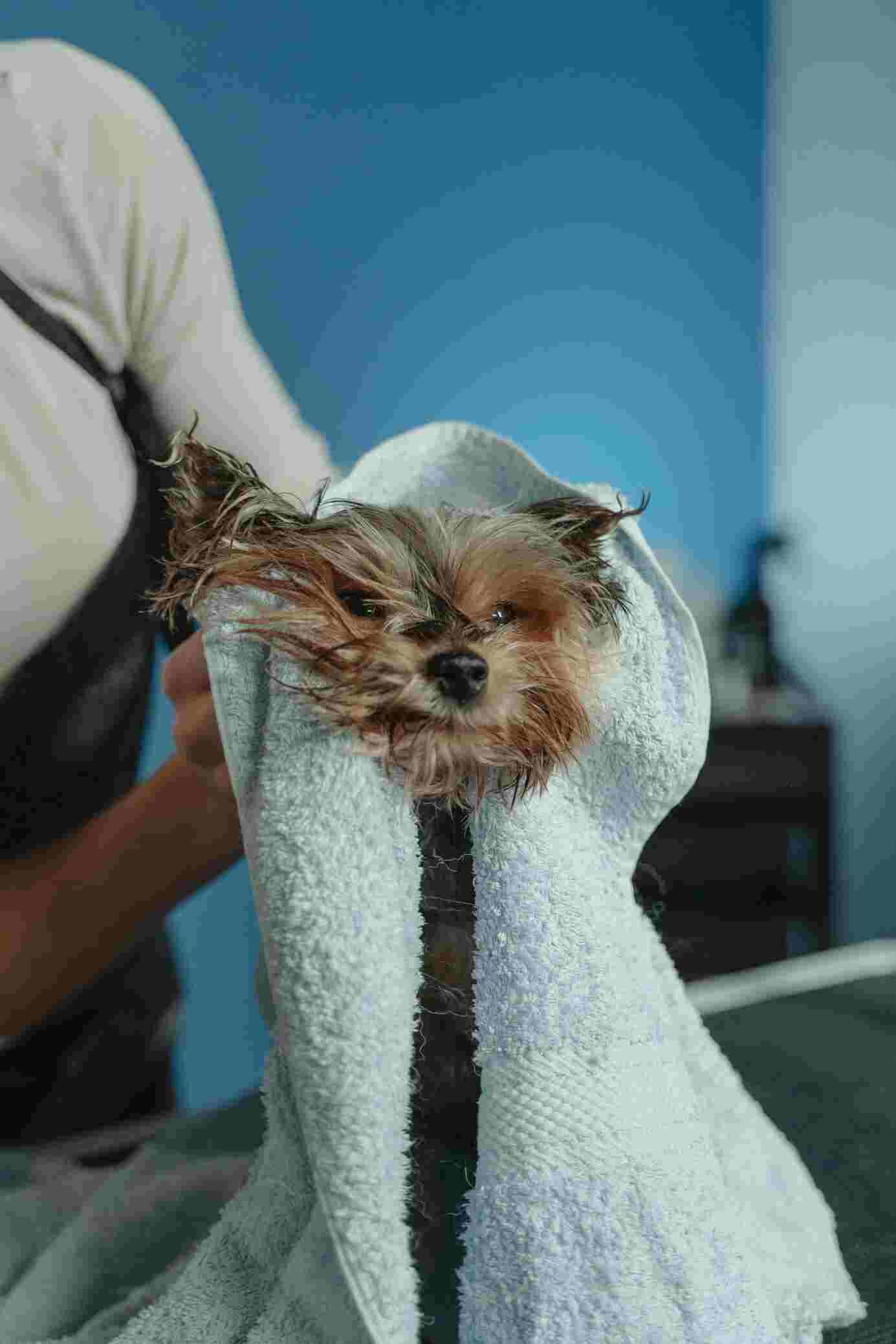 How to Choose the Right Grooming Products for Your Pet
