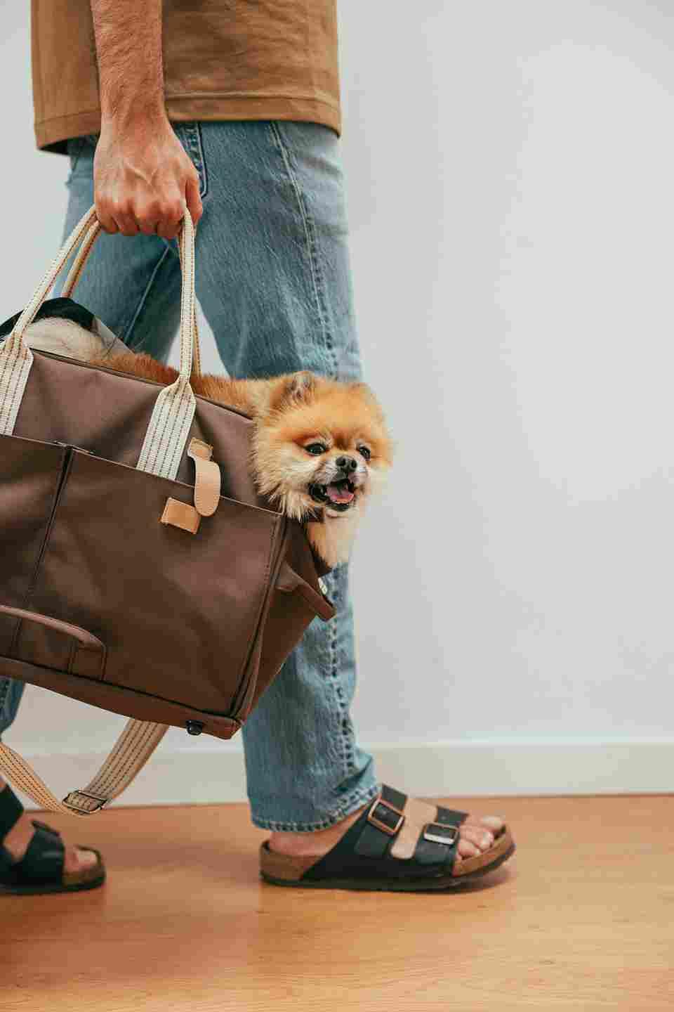 Traveling with Pets: How to Make Every Trip Stress-Free