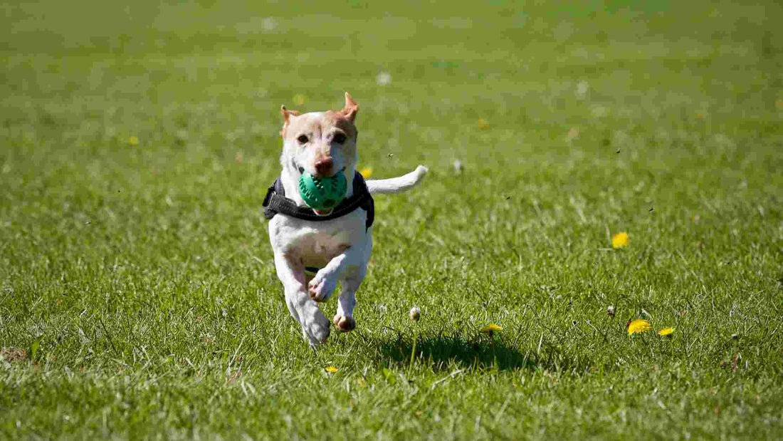 10 Must-Have Toys That Keep Your Pet Active and Entertained