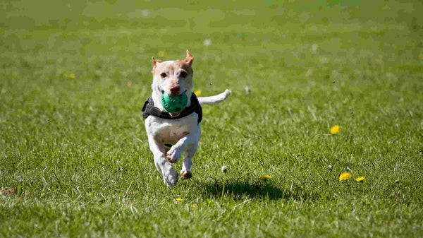 10 jouets indispensables pour garder votre animal actif et diverti