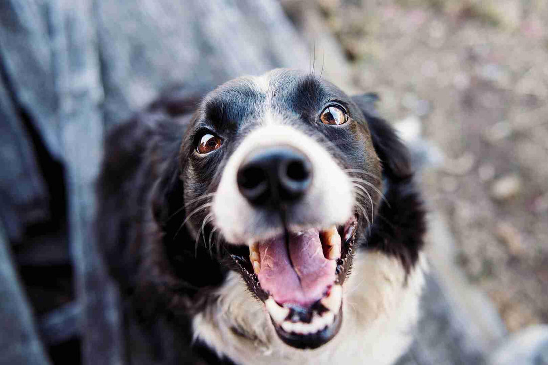 The Ultimate Guide to Keeping Your Dog Happy and Healthy