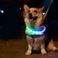 Collier lumineux de sécurité pour chien avec LED rechargeable par USB