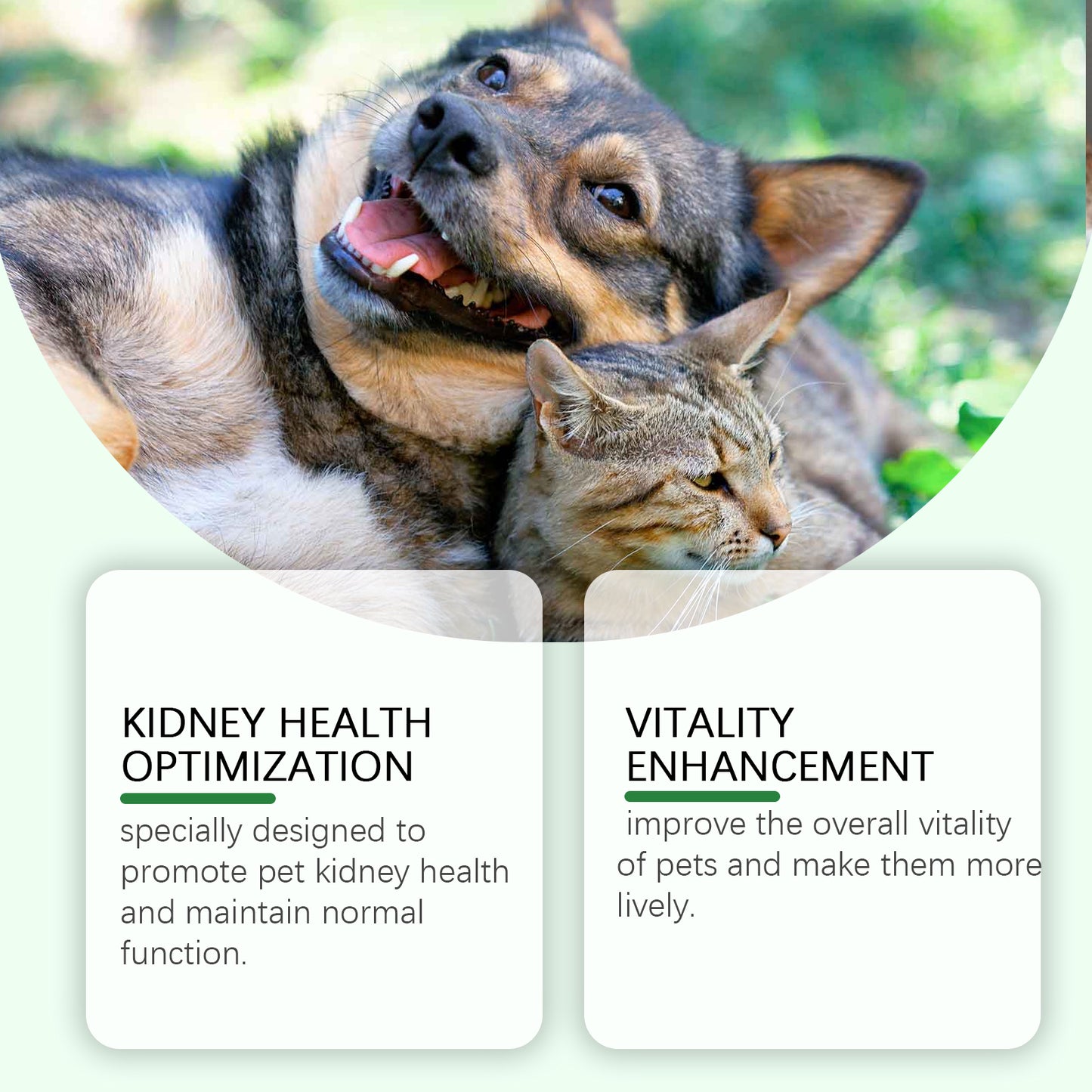 Pet Health Supplement – Gentle Formula to Support Overall Wellness