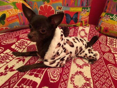 Casaco Macio para Cães Pequenos, Roupa de Uso Diário Confortável para Animais de Estimação