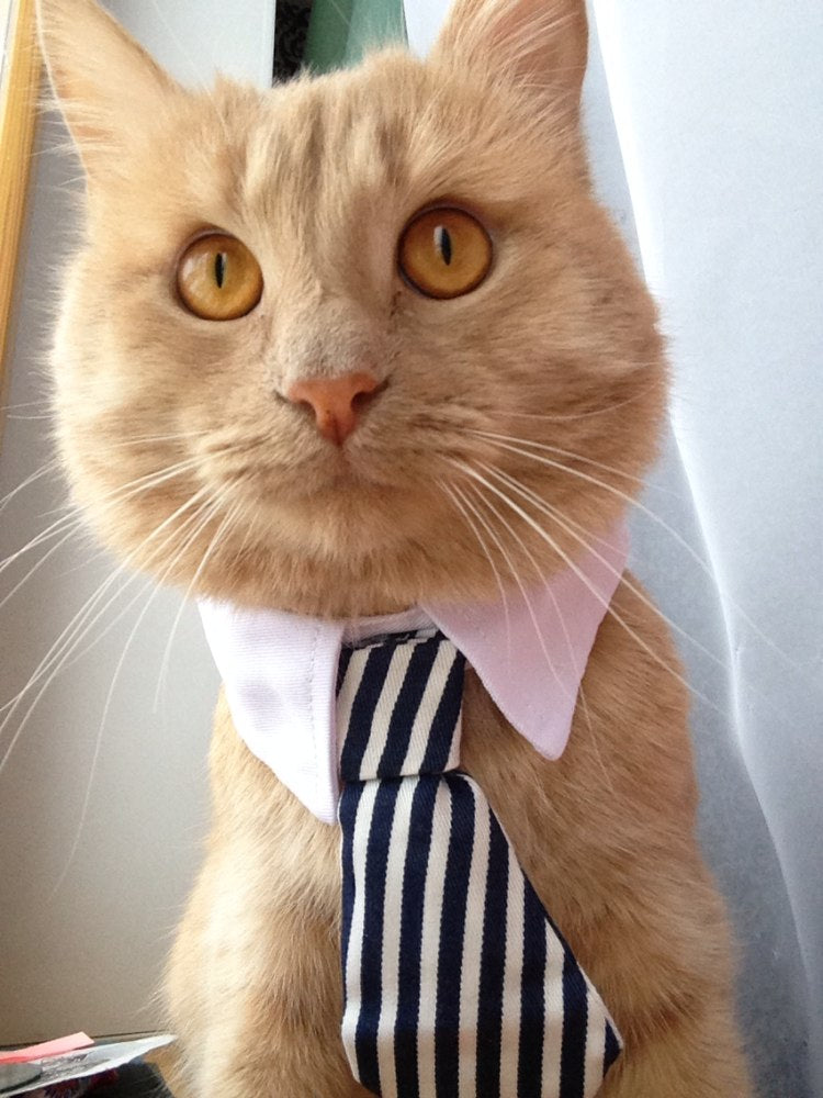 Gravata Borboleta Formal para Cães e Gatos, Acessório de Traje Elegante