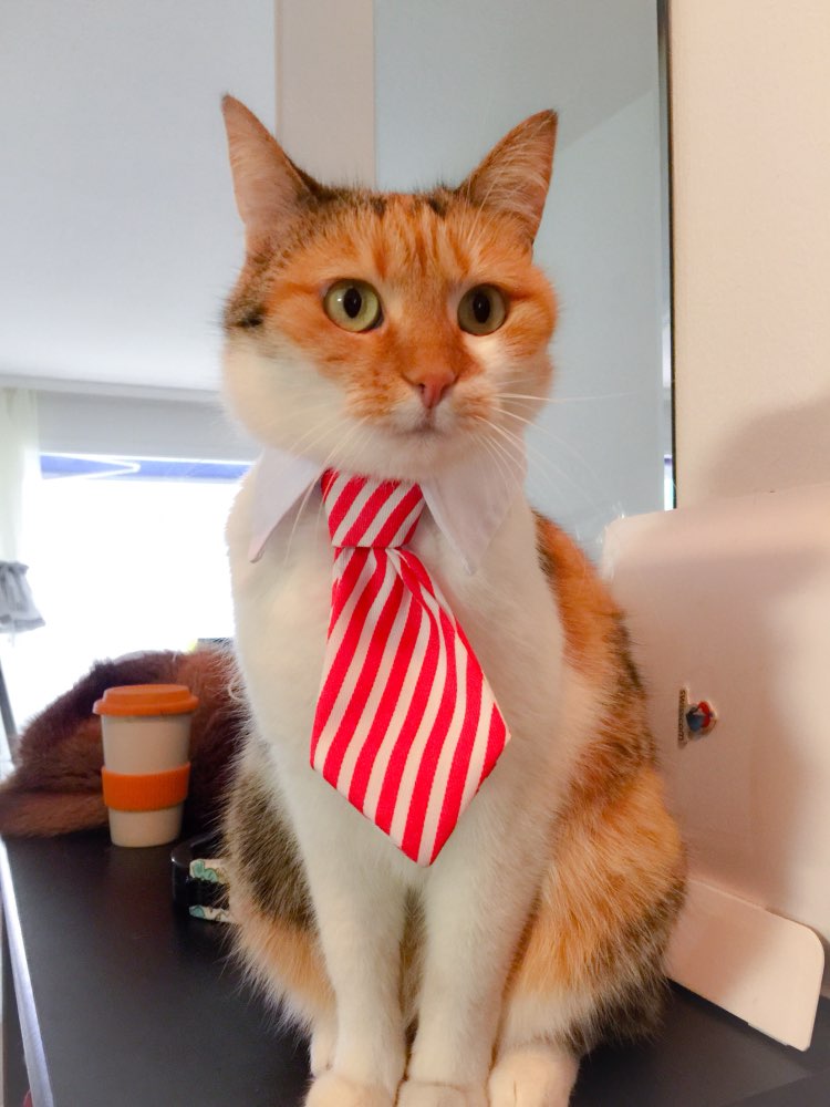 Gravata Borboleta Formal para Cães e Gatos, Acessório de Traje Elegante