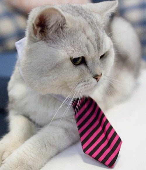 Gravata Borboleta Formal para Cães e Gatos, Acessório de Traje Elegante