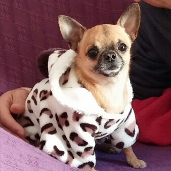 Soft chien Coat pour Small chiens, Comfortable Everyday animal Clothing