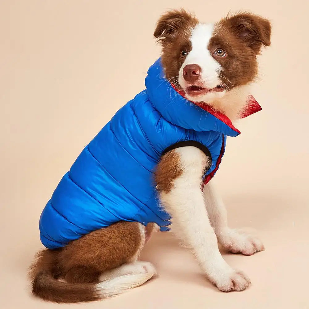 Camisola Quente de Outono e Inverno para Cães Pequenos e Médios